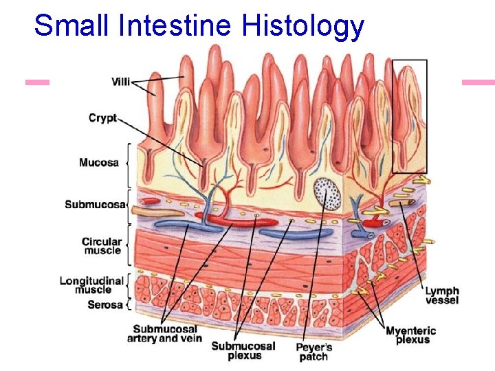 Small Intestine Histology 51 