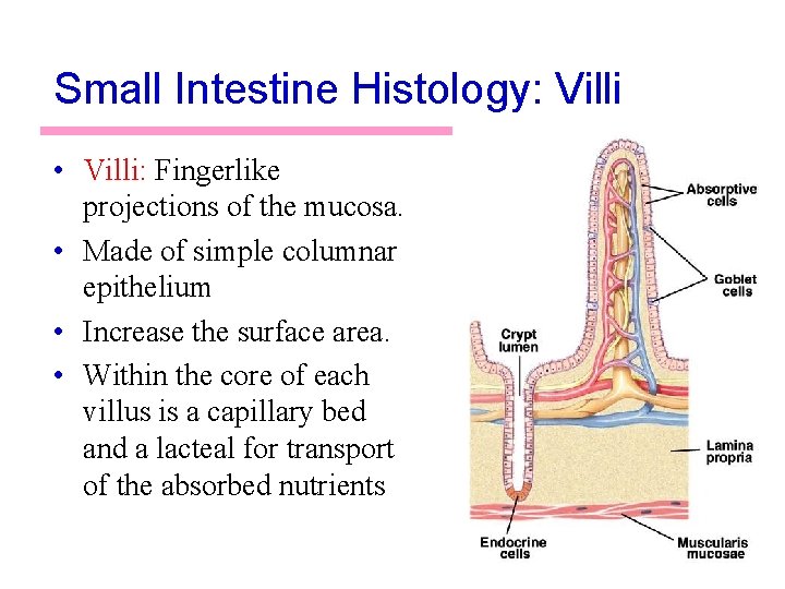 Small Intestine Histology: Villi • Villi: Fingerlike projections of the mucosa. • Made of