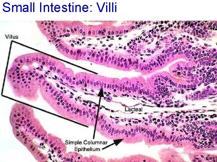 Small Intestine: Villi 53 