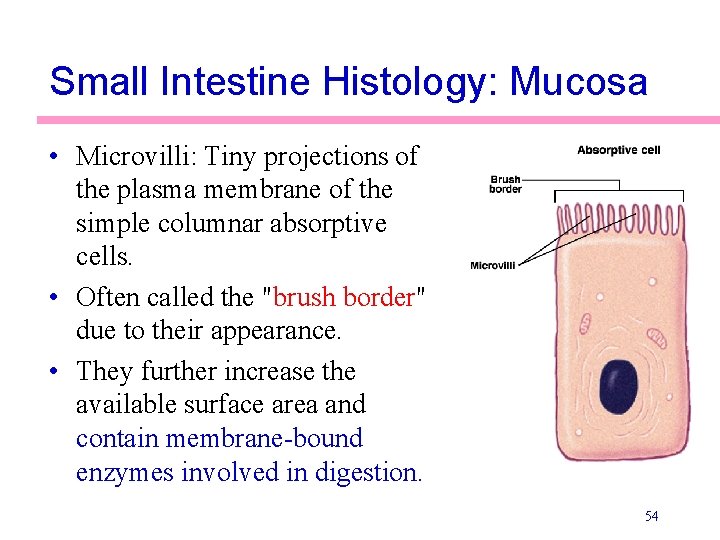 Small Intestine Histology: Mucosa • Microvilli: Tiny projections of the plasma membrane of the Small Intestine Histology: Mucosa • Microvilli: Tiny projections of the plasma membrane of the