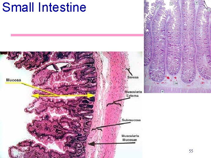 Small Intestine 55 