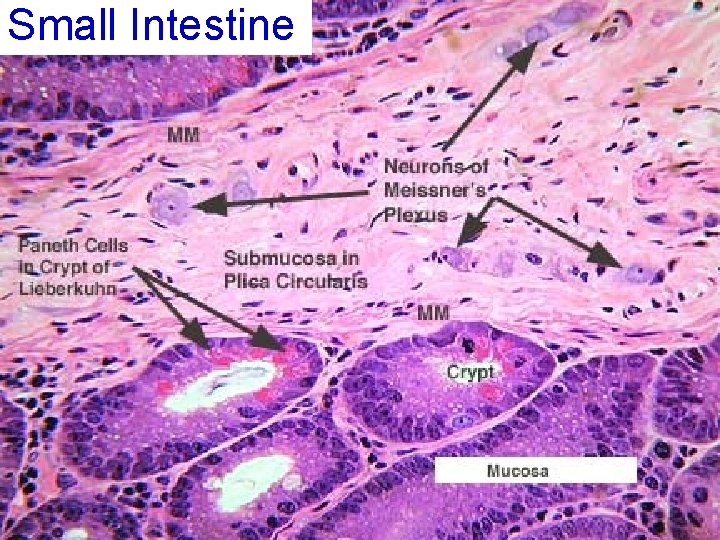 Small Intestine 56 