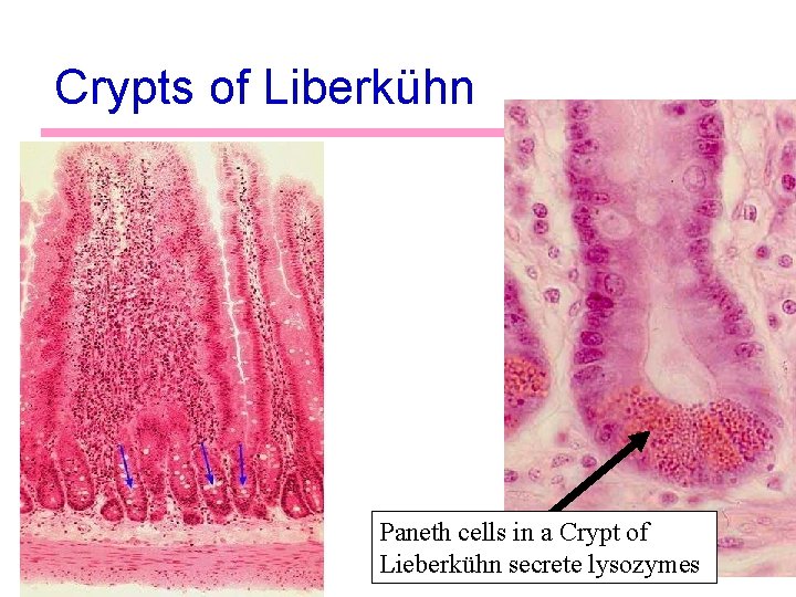 Crypts of Liberkühn Paneth cells in a Crypt of Lieberkühn secrete lysozymes 57 