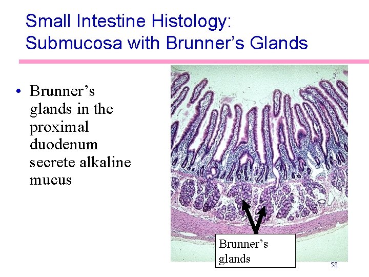 Small Intestine Histology: Submucosa with Brunner’s Glands • Brunner’s glands in the proximal duodenum