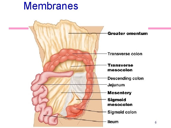 Membranes 6 