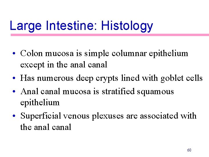 Large Intestine: Histology • Colon mucosa is simple columnar epithelium except in the anal