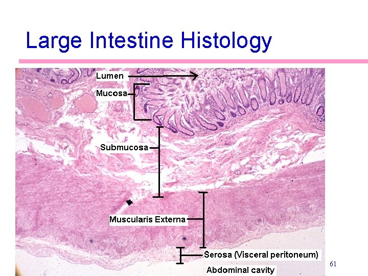 Large Intestine Histology 61 