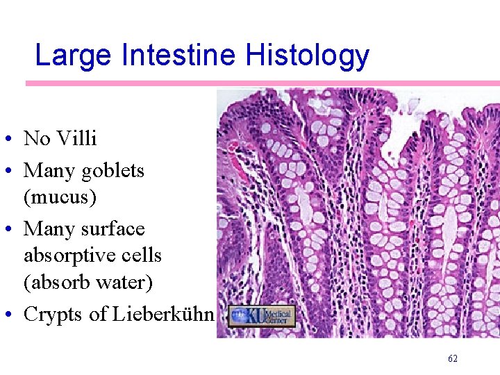 Large Intestine Histology • No Villi • Many goblets (mucus) • Many surface absorptive