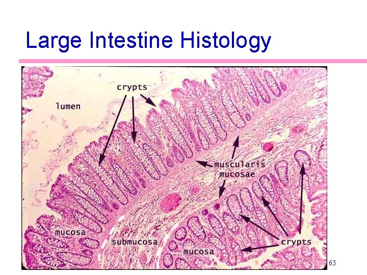 Large Intestine Histology 63 