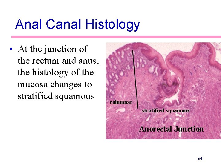 Anal Canal Histology • At the junction of the rectum and anus, the histology