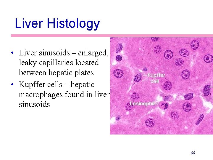 Liver Histology • Liver sinusoids – enlarged, leaky capillaries located between hepatic plates •