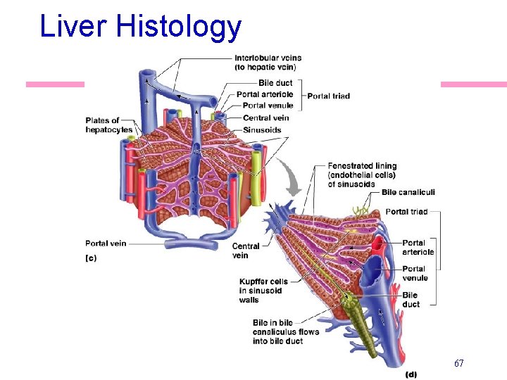 Liver Histology 67 Liver Histology 67