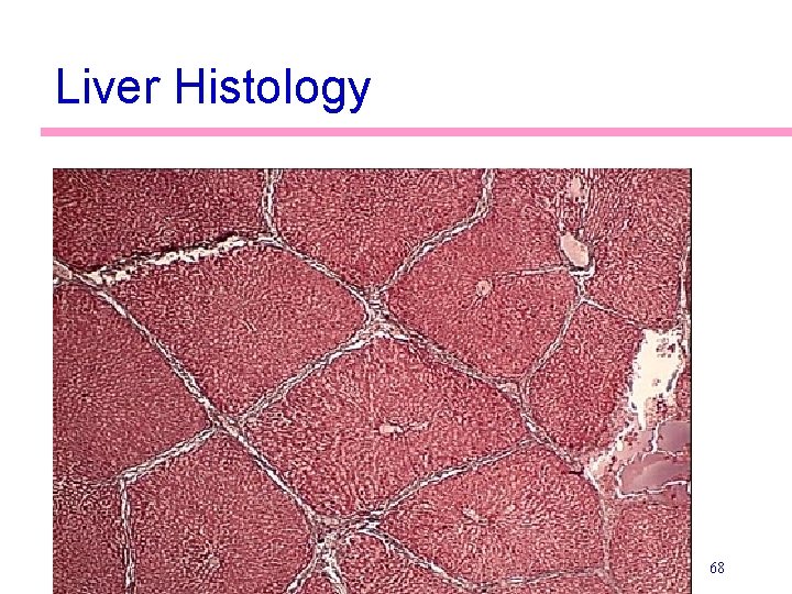 Liver Histology 68 