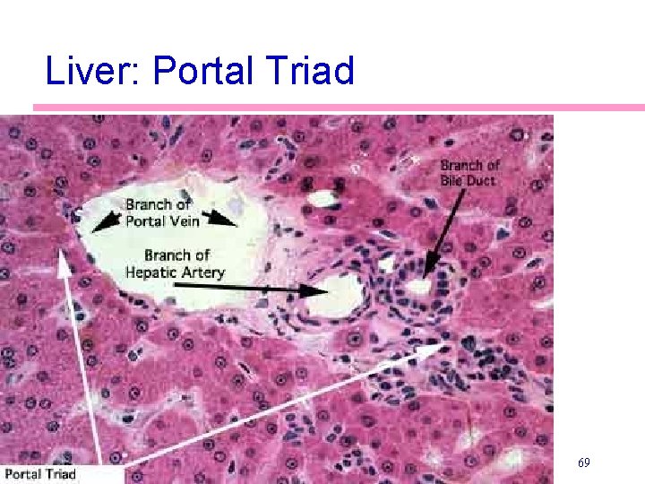 Liver: Portal Triad 69 Liver: Portal Triad 69