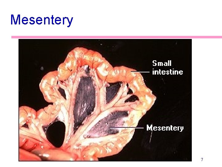 Mesentery 7 Mesentery 7