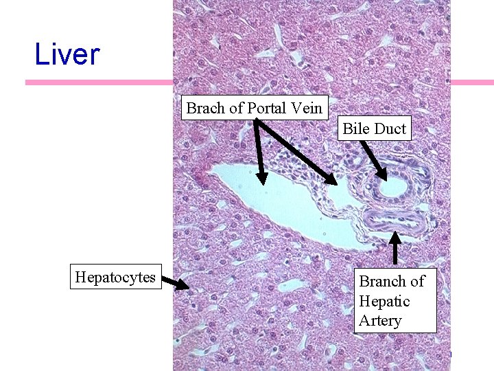 Liver Brach of Portal Vein Bile Duct Hepatocytes Branch of Hepatic Artery 70 