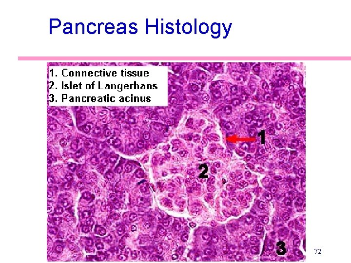 Pancreas Histology 72 
