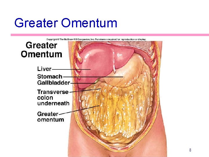 Greater Omentum 8 