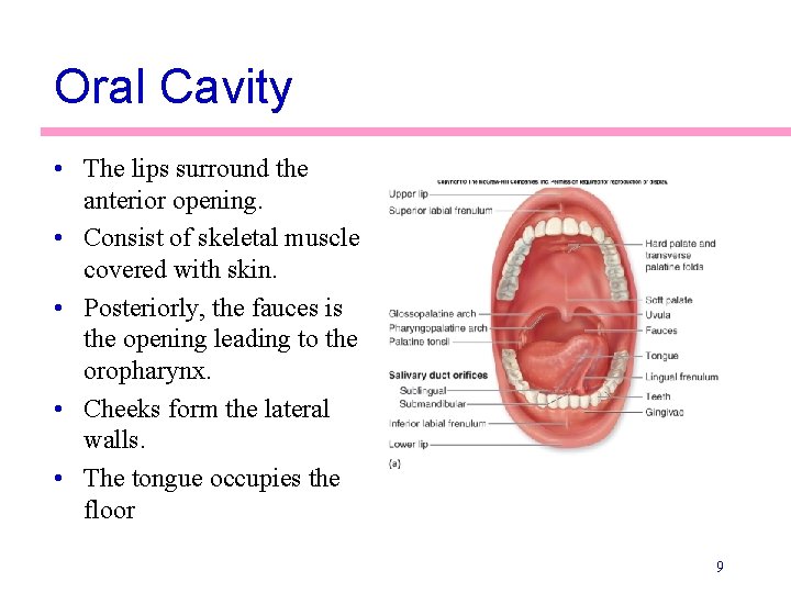Oral Cavity • The lips surround the anterior opening. • Consist of skeletal muscle Oral Cavity • The lips surround the anterior opening. • Consist of skeletal muscle
