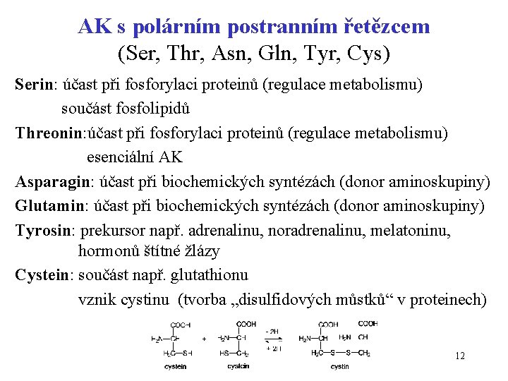 AK s polárním postranním řetězcem (Ser, Thr, Asn, Gln, Tyr, Cys) Serin: účast při