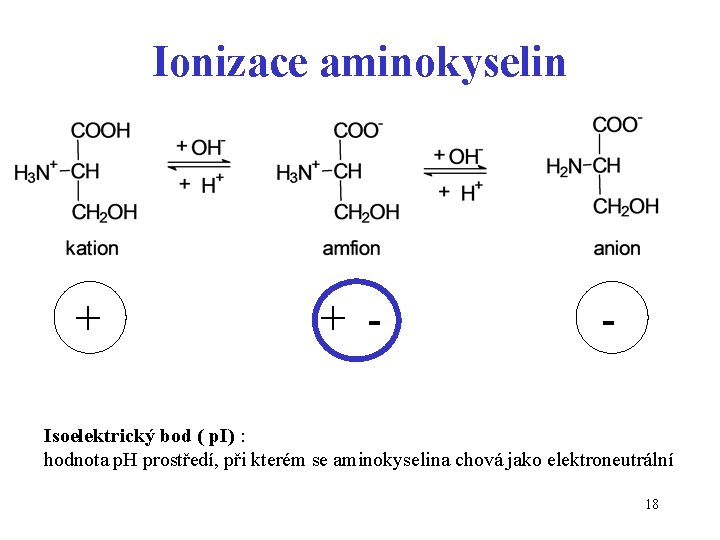 Ionizace aminokyselin + + - - Isoelektrický bod ( p. I) : hodnota p.