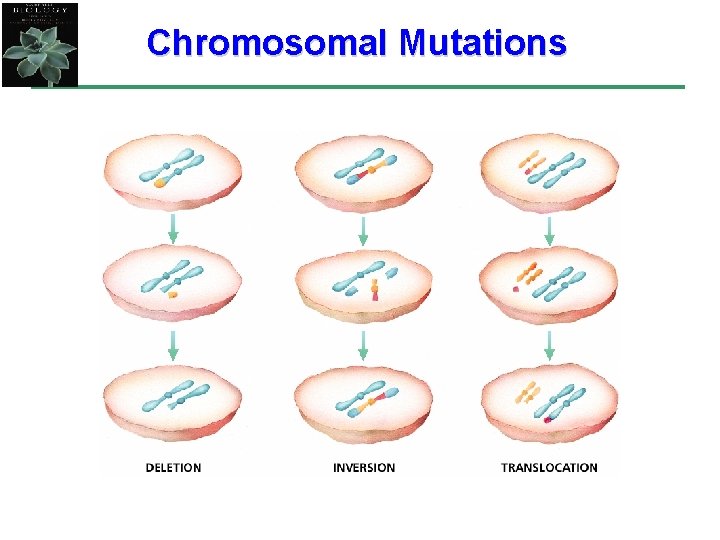 Chapter 12 Chromosomal Mutations 