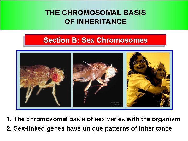 THE CHROMOSOMAL BASIS OF INHERITANCE Section B: Sex Chromosomes 1. The chromosomal basis of