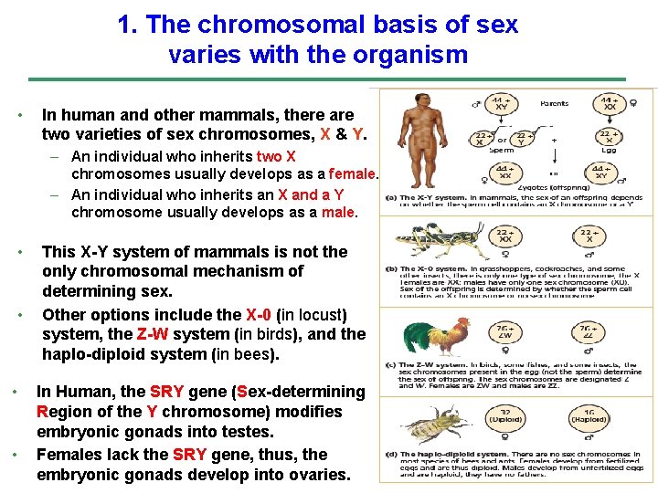 1. The chromosomal basis of sex varies with the organism • In human and