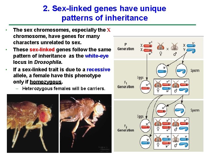 2. Sex-linked genes have unique patterns of inheritance • • • The sex chromosomes,