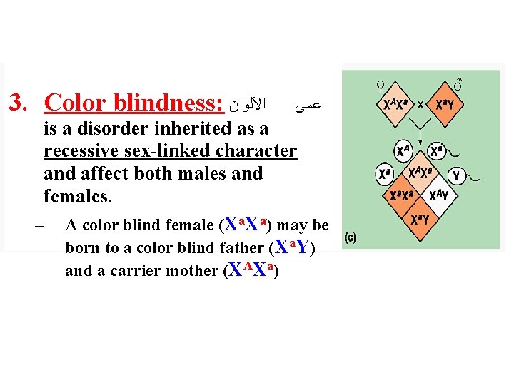 3. Color blindness: ﺍﻷﻠﻮﺍﻥ ﻋﻤﻰ is a disorder inherited as a recessive sex-linked character