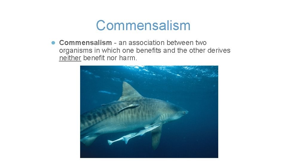 Commensalism ● Commensalism - an association between two organisms in which one benefits and