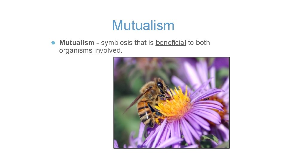 Mutualism ● Mutualism - symbiosis that is beneficial to both organisms involved. 