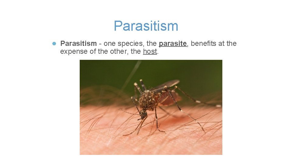 Parasitism ● Parasitism - one species, the parasite, benefits at the expense of the