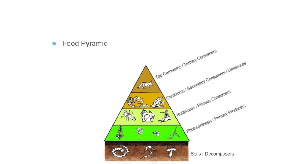 ● Food Pyramid 