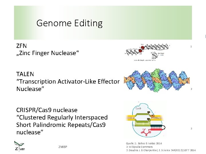 Genome Editing ZFN „Zinc Finger Nuclease“ TALEN “Transcription Activator-Like Effector Nuclease” CRISPR/Cas 9 nuclease