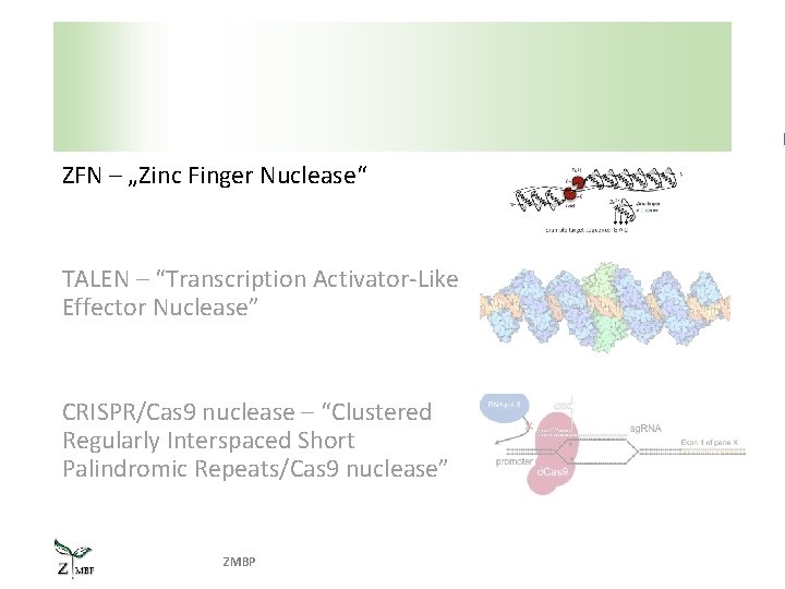 ZFN – „Zinc Finger Nuclease“ TALEN – “Transcription Activator-Like Effector Nuclease” CRISPR/Cas 9 nuclease