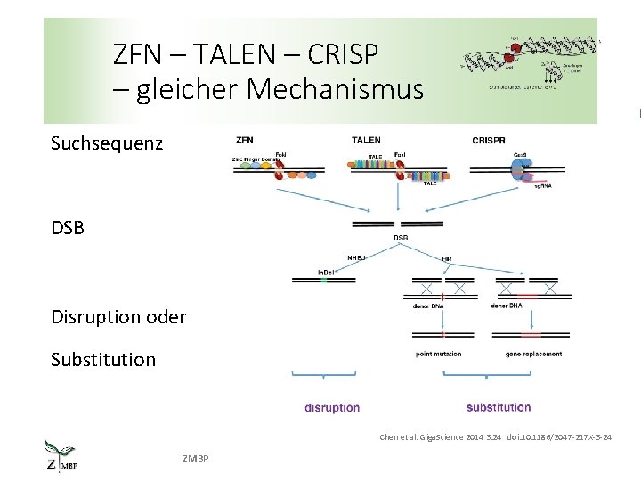 ZFN – TALEN – CRISP – gleicher Mechanismus Suchsequenz DSB Disruption oder Substitution Chen