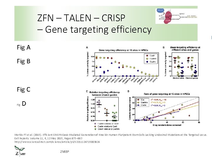 ZFN – TALEN – CRISP – Gene targeting efficiency Fig A Fig B Fig