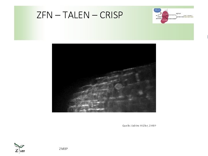 ZFN – TALEN – CRISP Quelle: Sabine Müller, ZMBP 