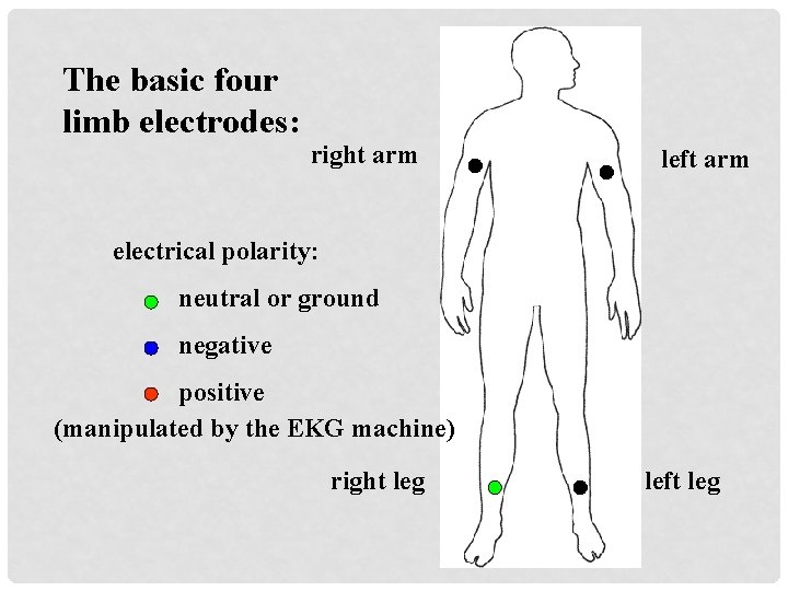 The basic four limb electrodes: right arm left arm electrical polarity: neutral or ground