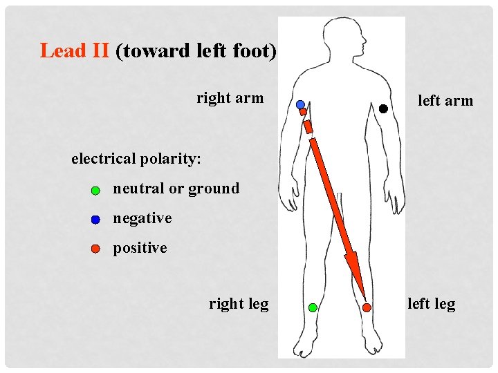 Lead II (toward left foot) right arm left arm electrical polarity: neutral or ground