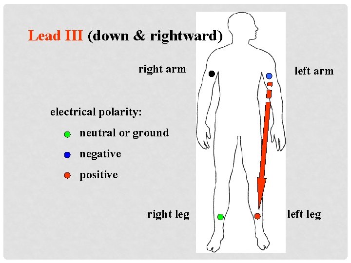 Lead III (down & rightward) right arm left arm electrical polarity: neutral or ground