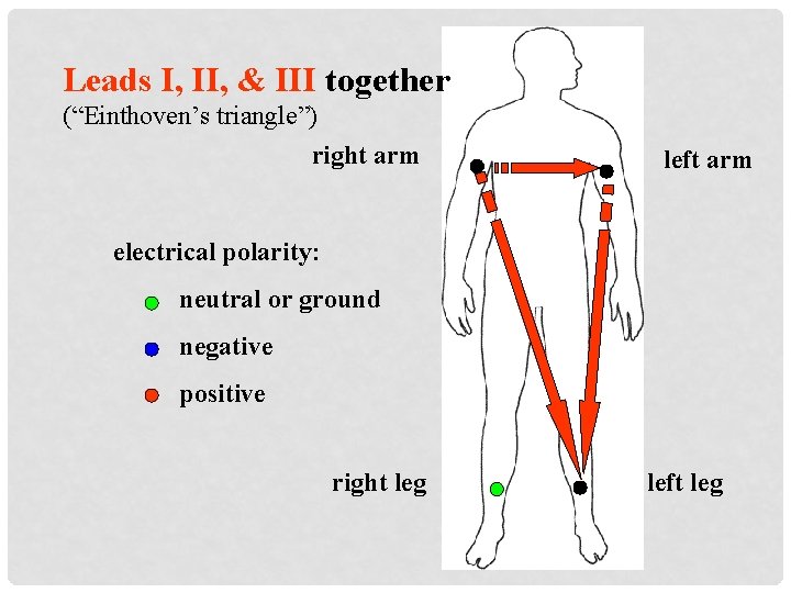 Leads I, II, & III together (“Einthoven’s triangle”) right arm left arm electrical polarity: