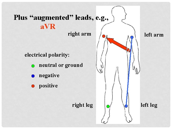 Plus “augmented” leads, e. g. , a. VR right arm left arm electrical polarity: