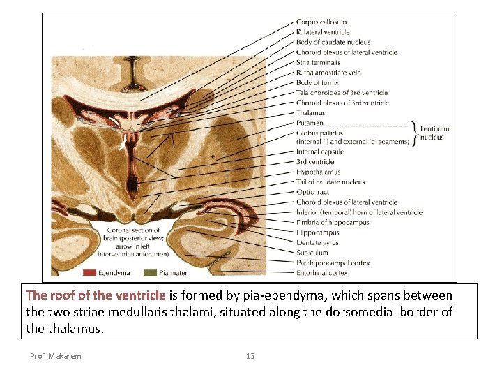 The roof of the ventricle is formed by pia-ependyma, which spans between the two