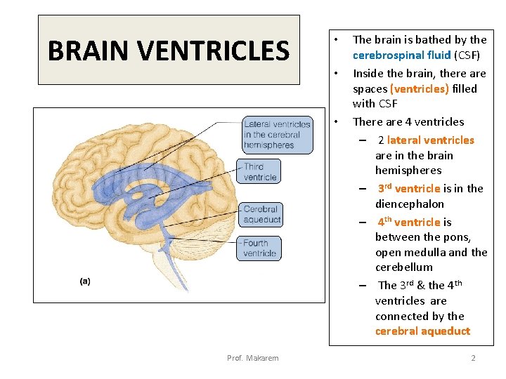 BRAIN VENTRICLES • • • Prof. Makarem The brain is bathed by the cerebrospinal