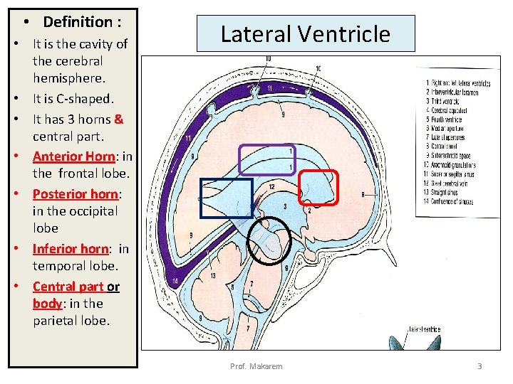  • Definition : • It is the cavity of the cerebral hemisphere. •