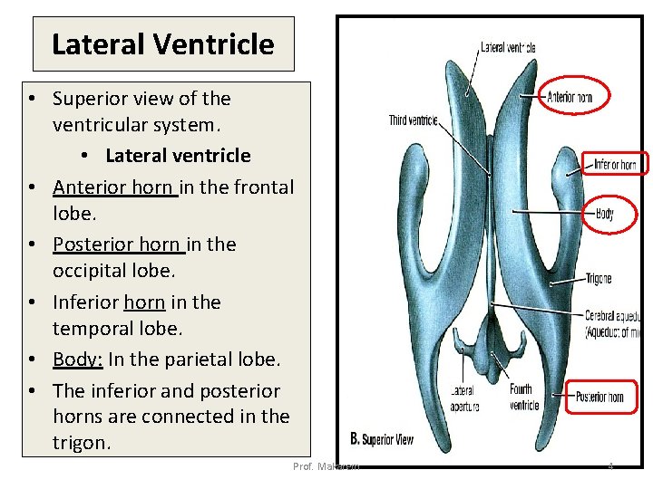 Lateral Ventricle • Superior view of the ventricular system. • Lateral ventricle • Anterior