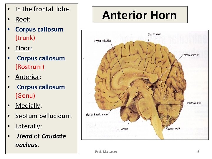  • In the frontal lobe. • Roof: • Corpus callosum (trunk) • Floor: