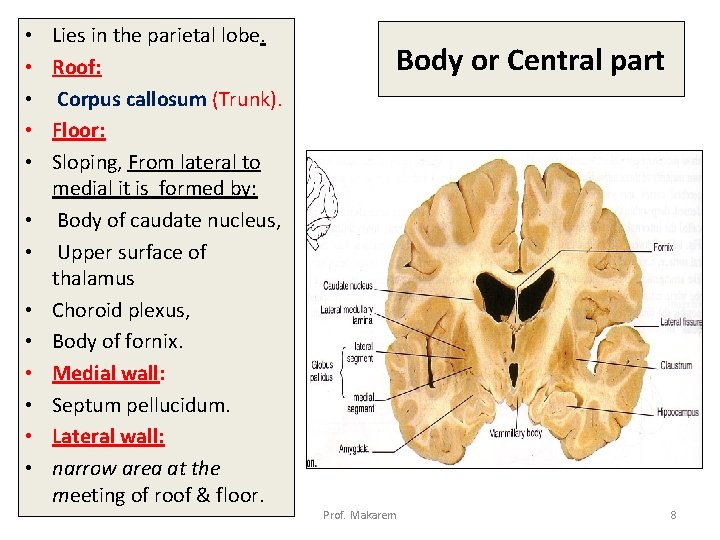  • • • • Lies in the parietal lobe. Roof: Corpus callosum (Trunk).